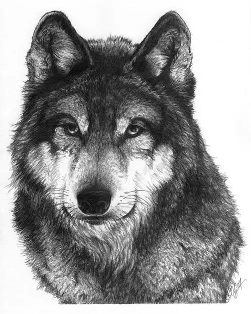 狼的素描头像!类似的动物可以!