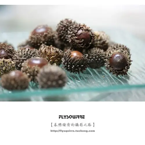 【眷恋钟情的摄影之路】--麻栎果