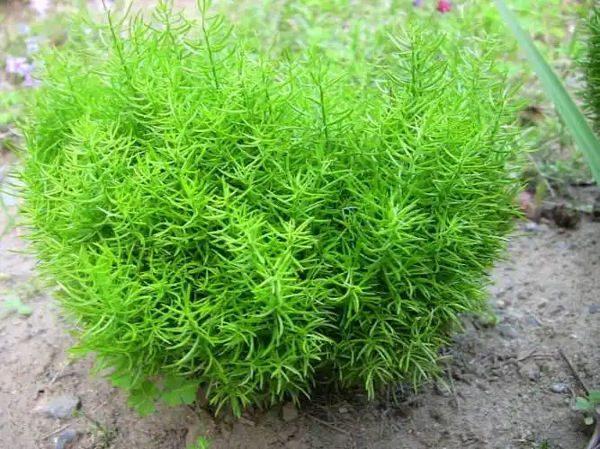 天门冬的生长习性及其形态特征