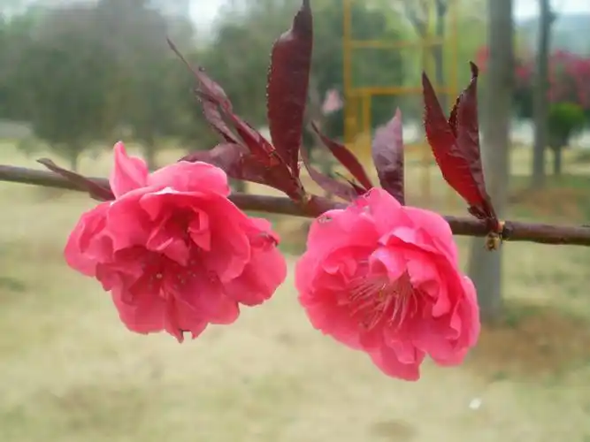 妩媚可爱 紫叶桃 (精品收藏)