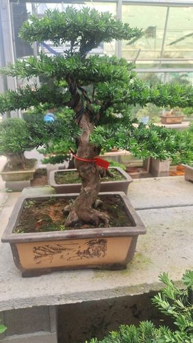 罗汉松盆景造型罗汉松庭院客厅罗汉松盆栽植物小型罗汉松盆景3号