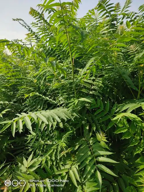 臭椿苗臭椿树山西臭椿苗臭椿