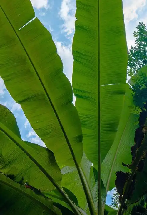 启蒙班周六下午补课—芭蕉叶
