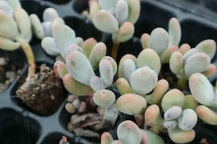 桃美人如何变多头