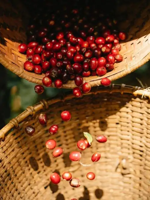 云南新鲜咖啡豆