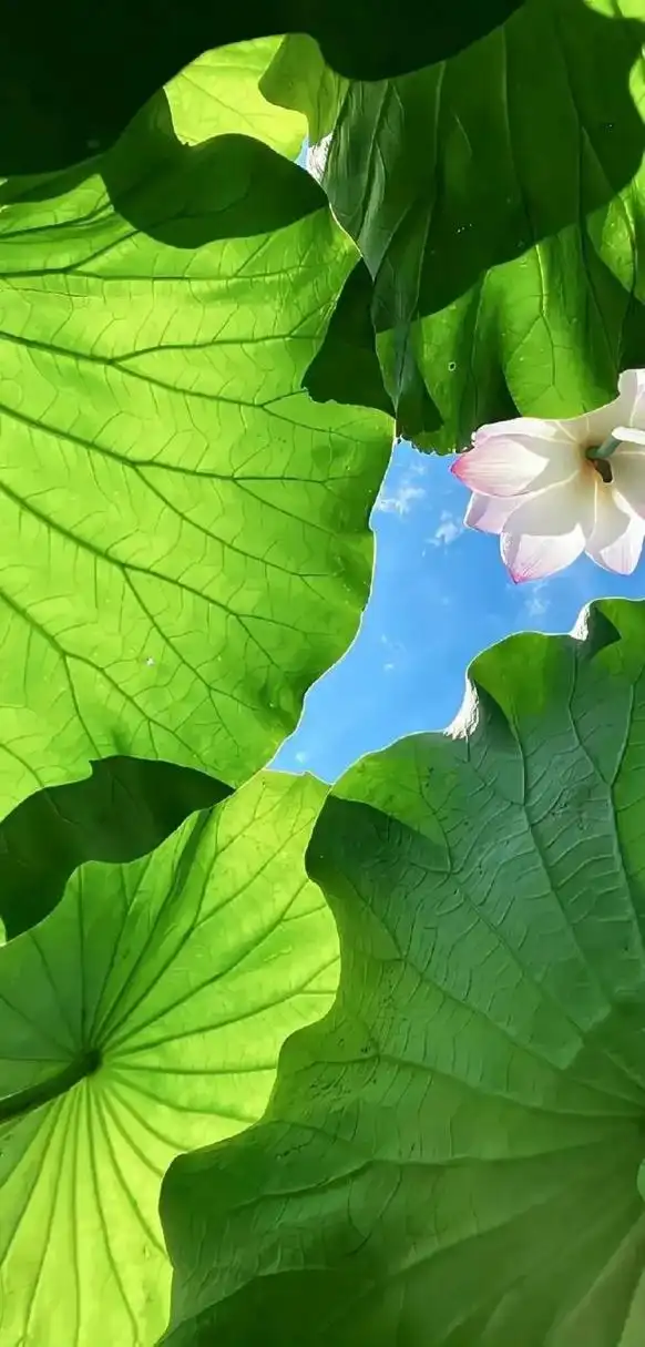 治愈系风景绿色风景壁纸 今日立秋!天气依然炎热!