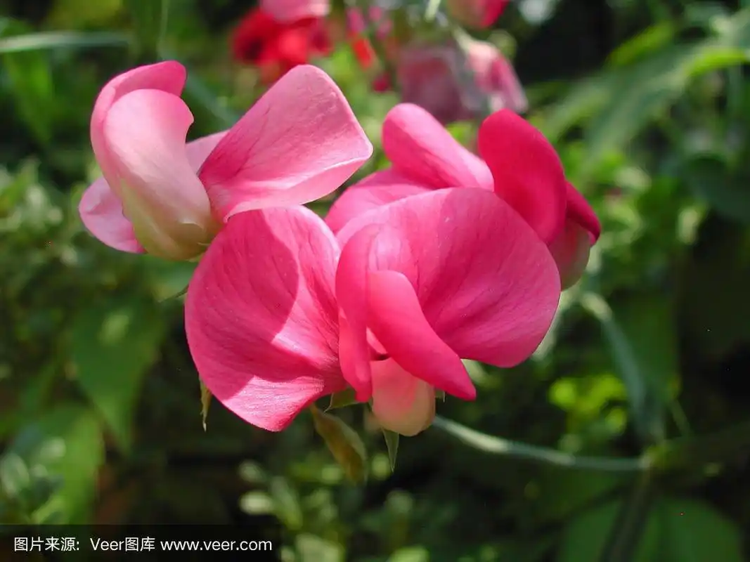 甜豌豆花在花园里