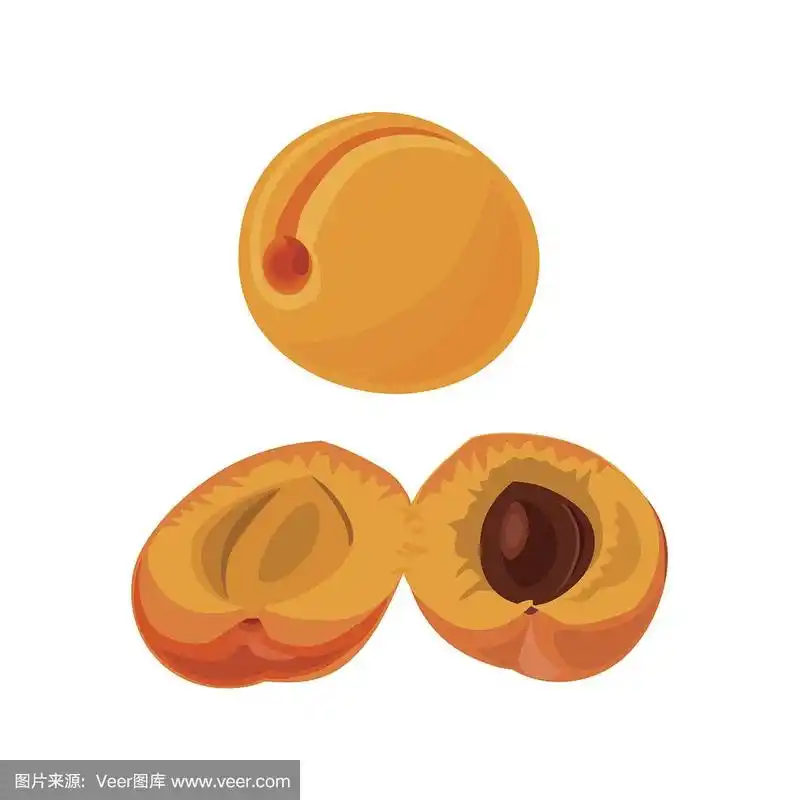 杏,白色背景,美,素食,绘画插图