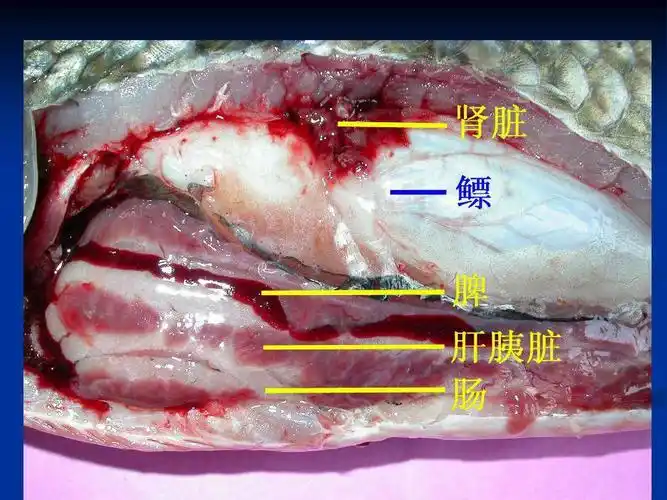 《鲫鱼的解剖》——1810郭润