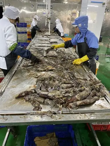 haccp 冷冻印度鱿鱼颈部冻结印度削减鱿鱼脖子