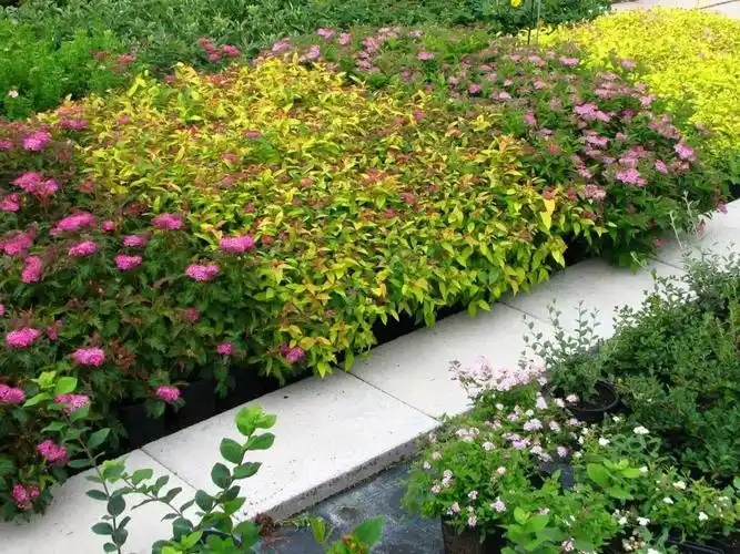 【科宝有话说(二)】不是菊花也不是绣球,我叫绣线菊