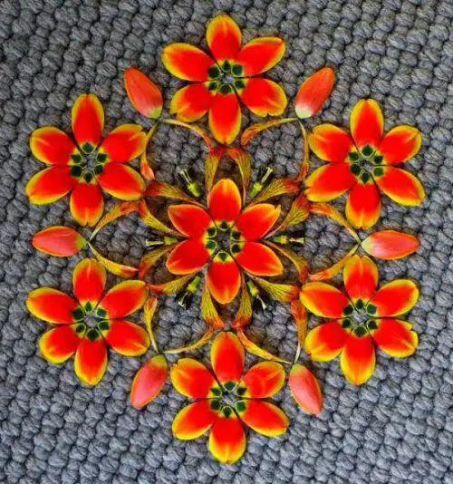 花瓣拼图-绽放——掉落地上的花瓣,经过精心设计摆_宝宝树