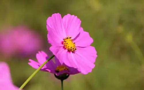 野外粉色的小太阳花桌面壁纸