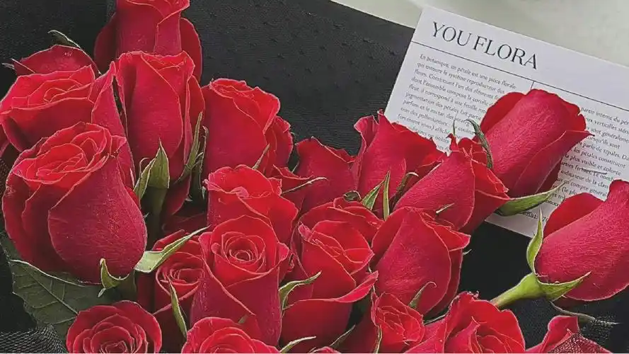 6199朵真爱玫瑰,国锐·雲熙为爱助阵