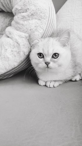 cfa血统纯种猫 英国短毛猫 渐层色 绿眼睛自带眼线的大脸猫