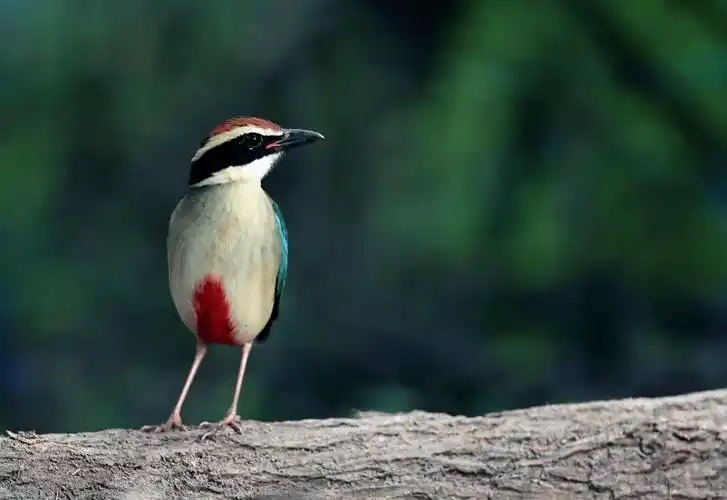 羽翼世间罕见,称为鸟中仙女,是一种中等体型的鸟类