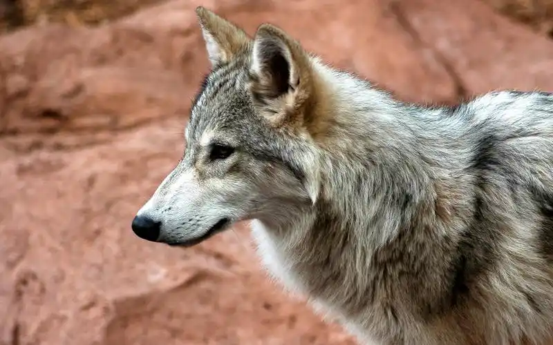 狼高清壁纸800x600分辨率查看