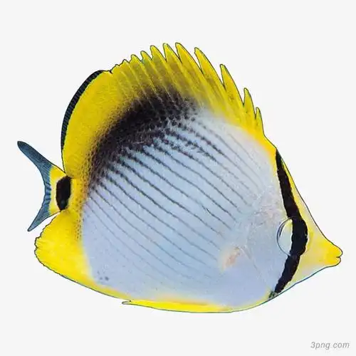 海洋生物鱼png素材透明免抠图片装饰效果