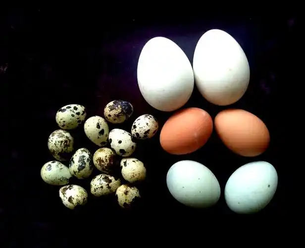 健康——《剥蛋》