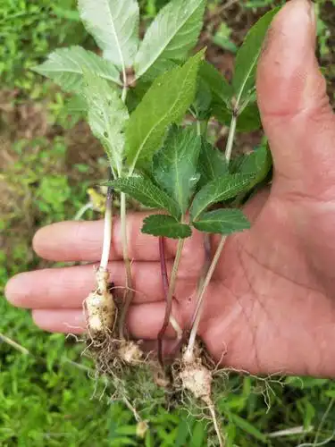 三七种苗 黑三七