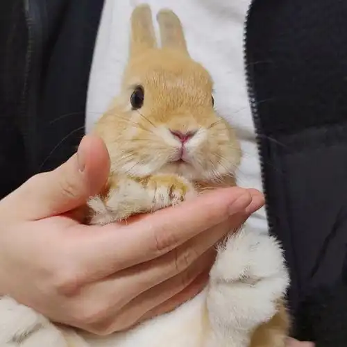 小兔子好可爱想狠狠rua