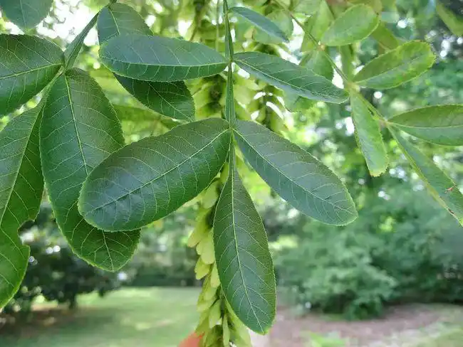 枫杨跟枫树杨树的关系,大概都在那个木字旁上了|叶子|花序|复叶_网易