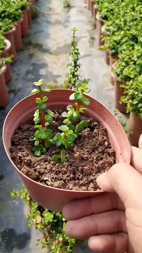 如何扦插金枝玉叶?