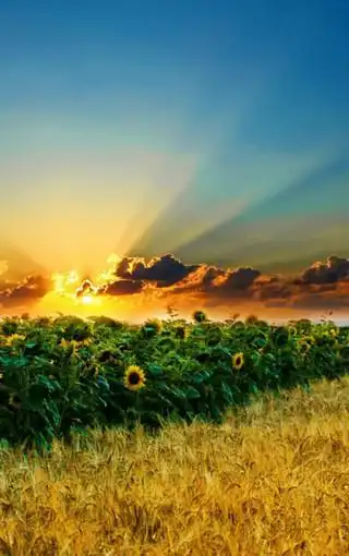 唯美向日葵手机壁纸下载