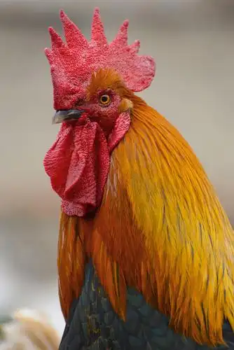 【图片3】邻居家的大公鸡一续--蜂鸟论坛照片套图