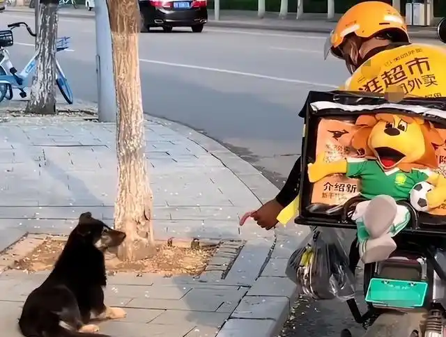 山东一外卖小哥路边喂狗狗,本以为是温馨的故事,结局万万没想到