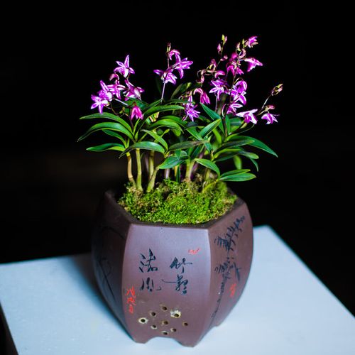 clcey石斛兰带花澳洲香水石斛带花苞兰花苗铁皮室内名贵盆栽花卉植物