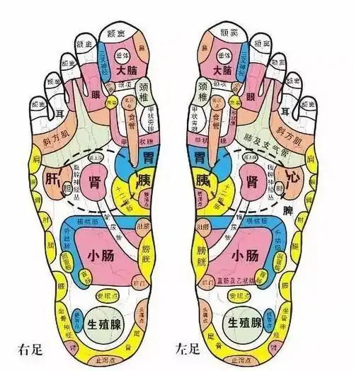 器官图解脚底按摩穴位图高清下载脚掌穴位脚的穴位图脚底对应的五脏