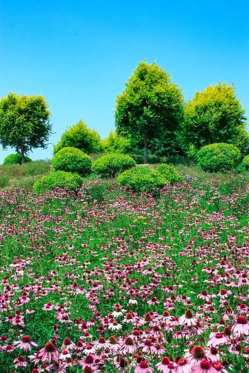 北京七孔桥花海 - 摄眼看风景 - 图虫