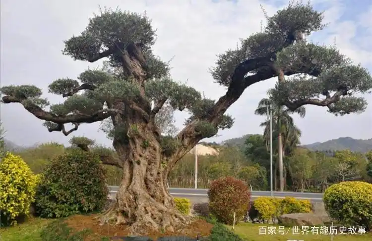 你知道自古以来为啥达官贵人,文人都酷爱罗汉松这种植物吗?