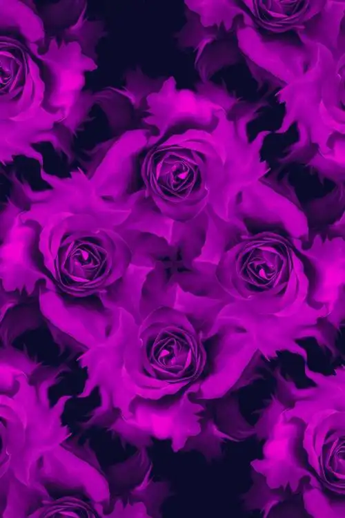 紫色玫瑰背景,纹理背景 iphone 壁纸