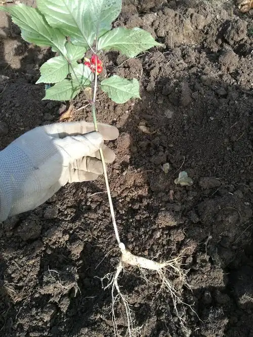 种植庭院人参种苗盆栽西洋参长白山野山参