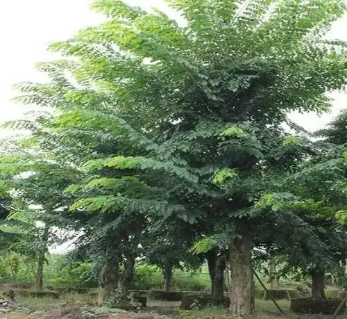 檀香紫檀,别名赤檀,紫榆,酸枝树,属于紫檀属的木材种类繁多,但在植物