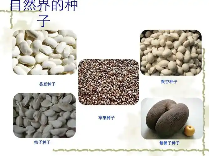 5-1植物种子的萌发ppt