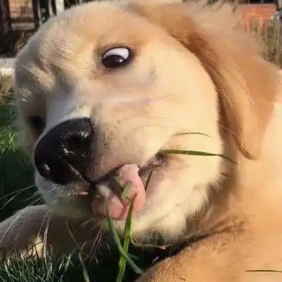 抖音最火沙雕文案笑出腹肌