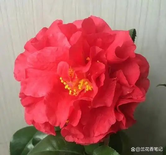 这种"天价"茶花,叫"克瑞墨",花大如脸盆,多季绽放,值得养