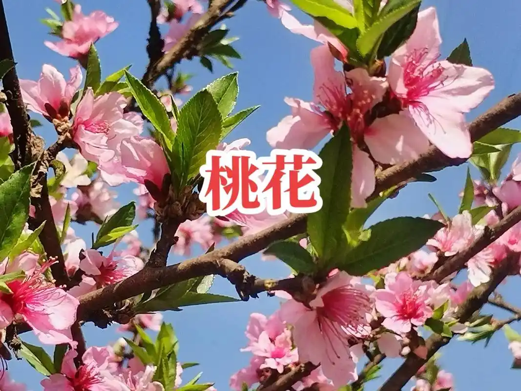 朋友们晚上好#抖音记录生活点滴,我种的草莓己开花,满山桃花 - 抖音