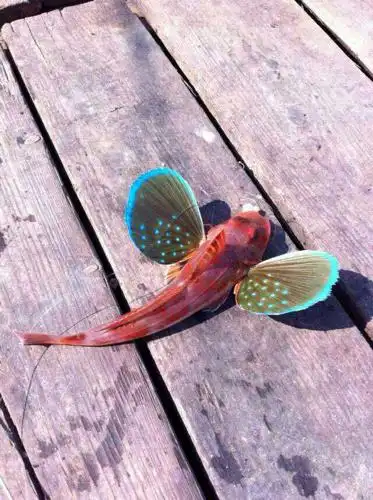 这是什么鱼?在海里钓的,自己不认识.