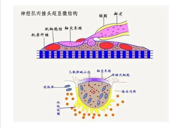 肌肉神经接头由运动神经末梢和与它接触的肌肉细胞膜所构成.