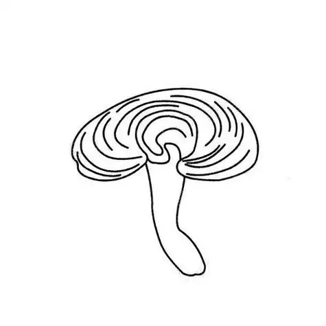 灵芝简笔画图片灵芝云简笔画灵芝加岩石简笔画灵芝简笔画图片大全灵芝