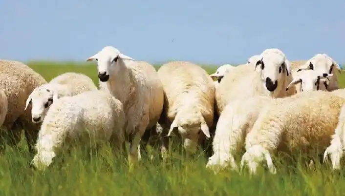 优异种质资源,主产区在锡林郭勒盟的"乌珠穆沁羊""蒙古马"榜上有名