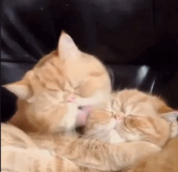 强吻gif爱gif大脸猫gif萌萌哒gif萌宠gif霸道gif大气gif