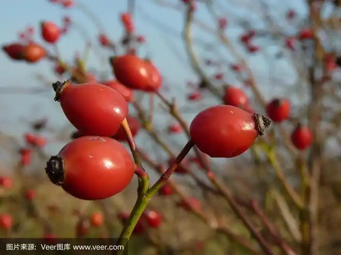 野生蔷薇果(蔷薇属)植物.大自然中的红色玫瑰.