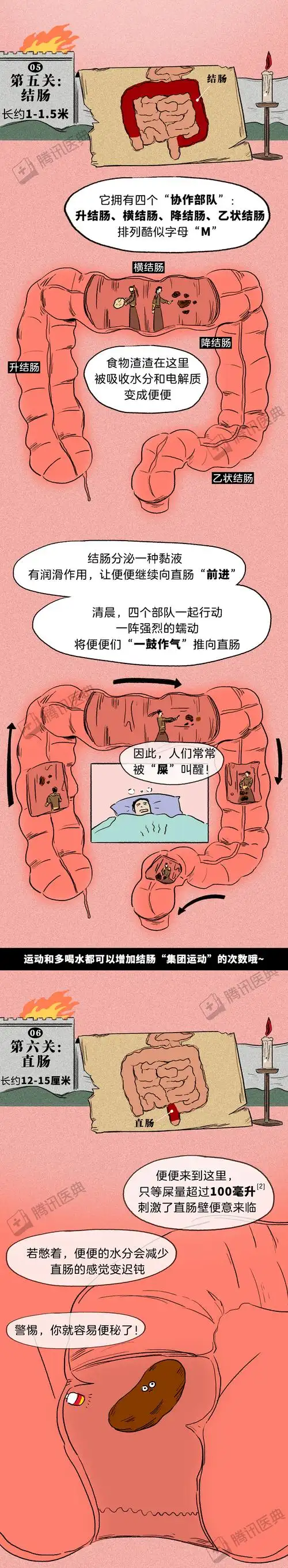 肠道是怎么把食物变成便便的?