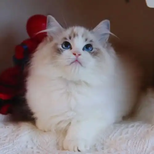 超级好看山猫双布偶