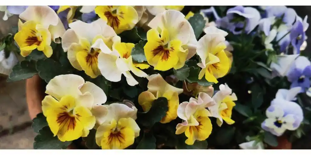 盛花期的三色堇